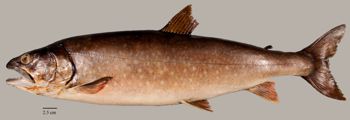 Media type: image;   Ichthyology 29297 Aspect: lateral